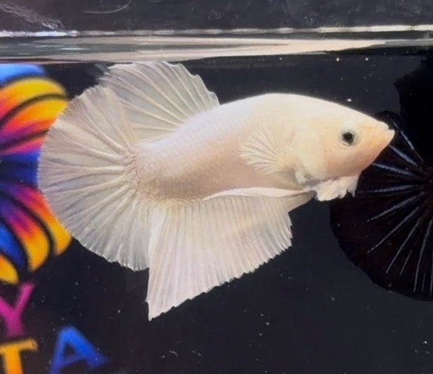 Betta white Hmpk calidad