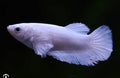 Betta Blanca hembra