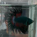 1 CT Hulk betta raro