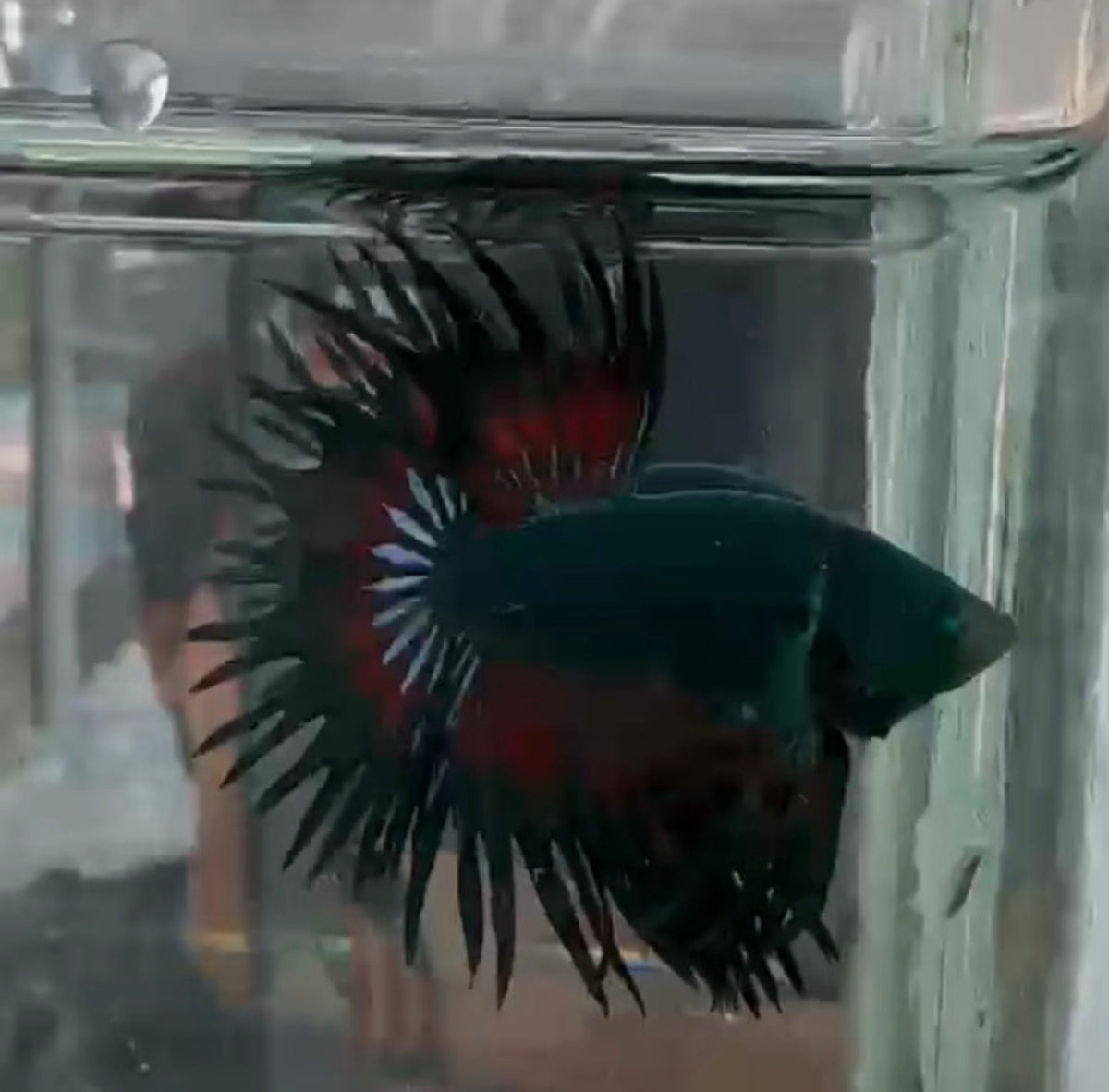 1 CT Hulk betta raro