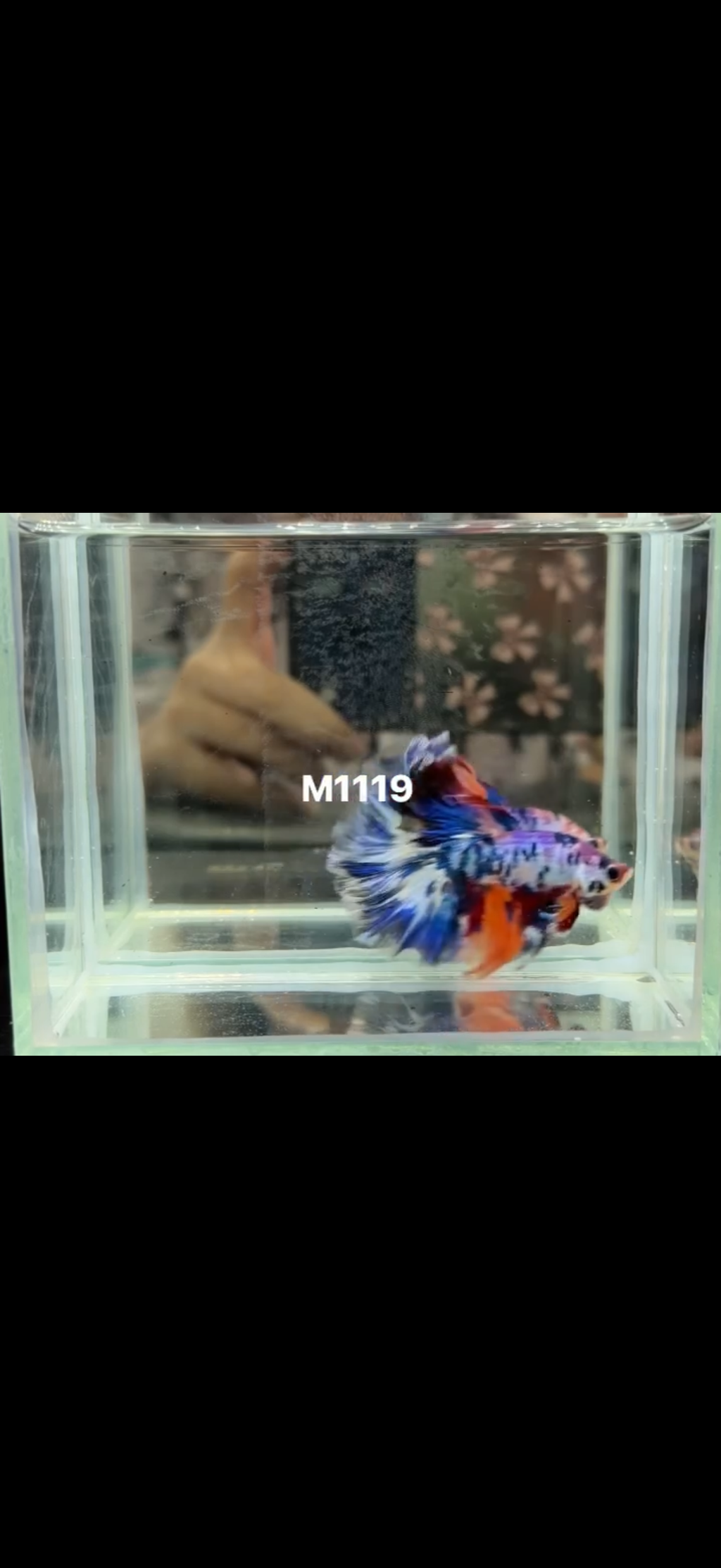 Betta pareja multi grado show 1 multi neón raro 3 fish
