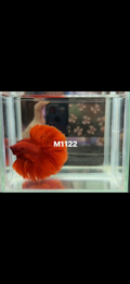 Betta pareja full red grado show