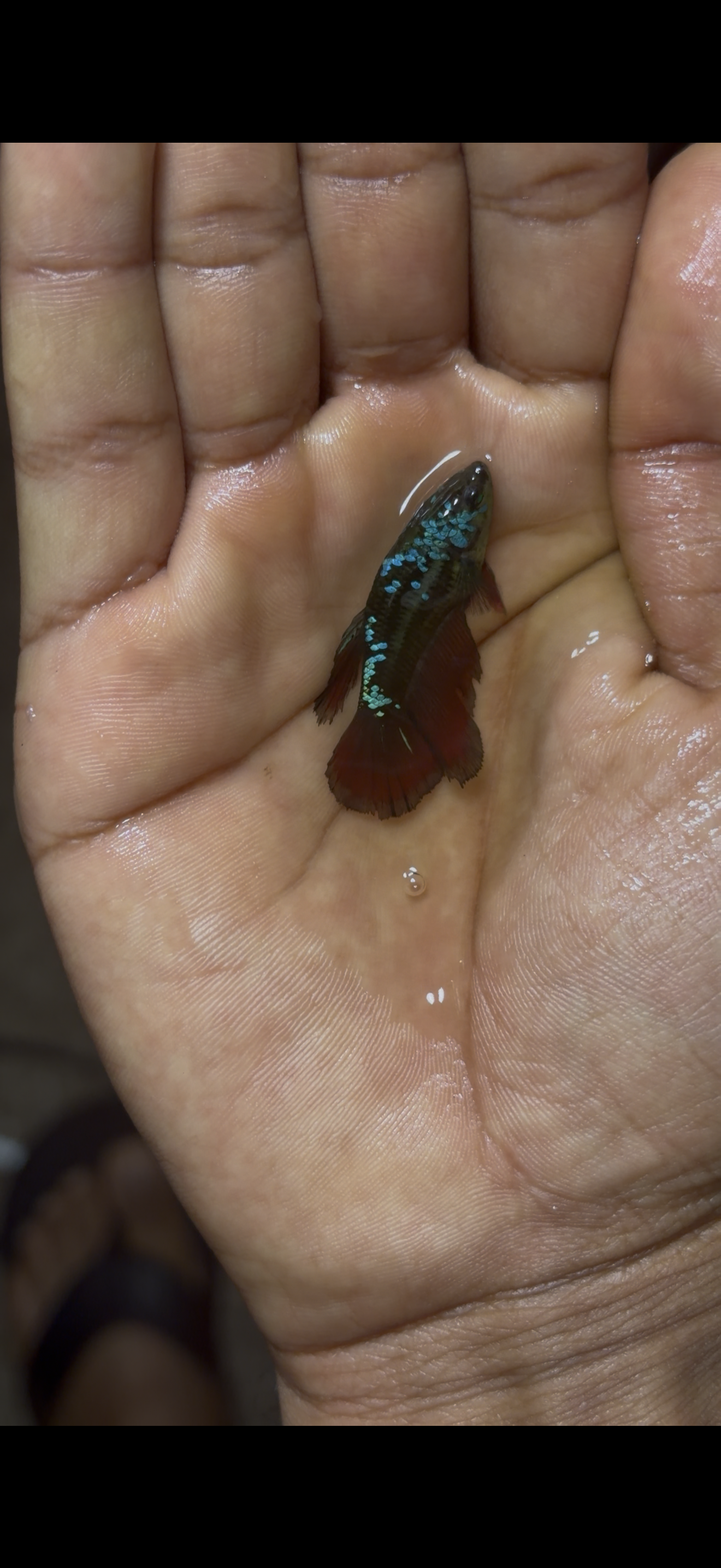 Rare-betta koi neon pareja  (💯x💯 real foto)