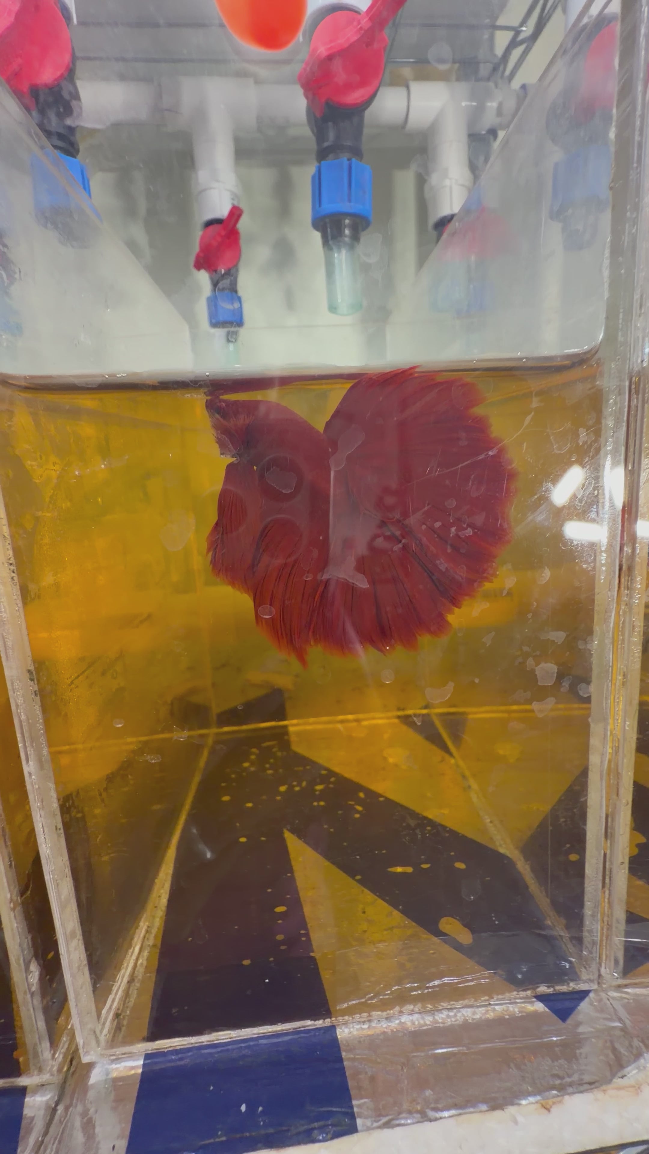 Betta full red grado show pareja