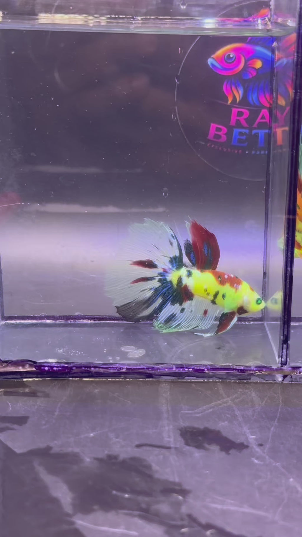 Rare-betta multicolor neón Hulk macho (💯x💯 real foto)