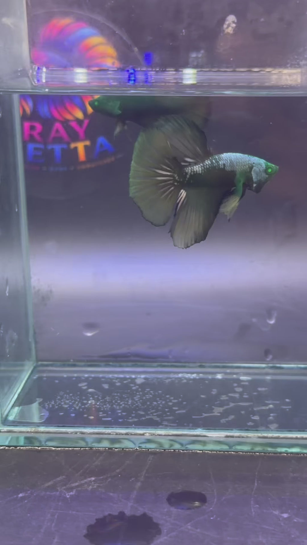 Rare-betta samurai Hulk macho (💯x💯 real foto)