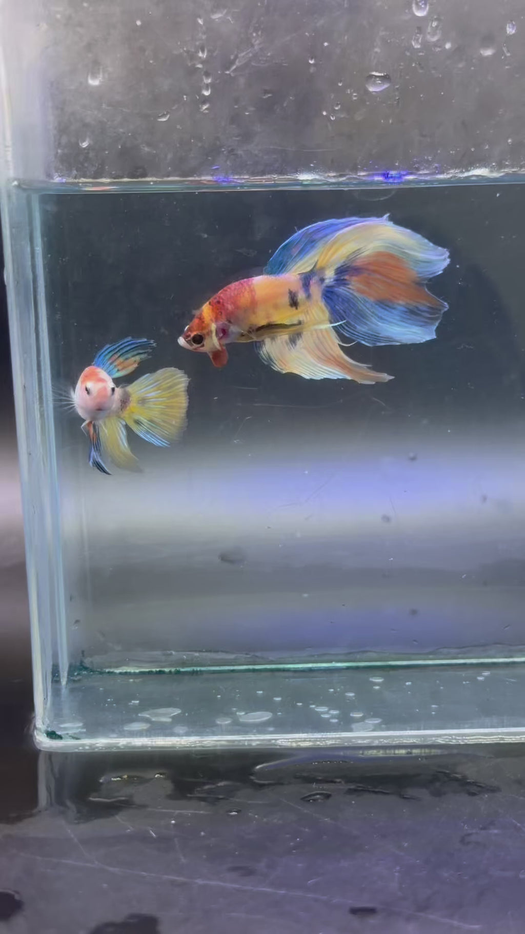 Rare-betta Veiltail macho y hembra (💯x💯 real foto) (copia)