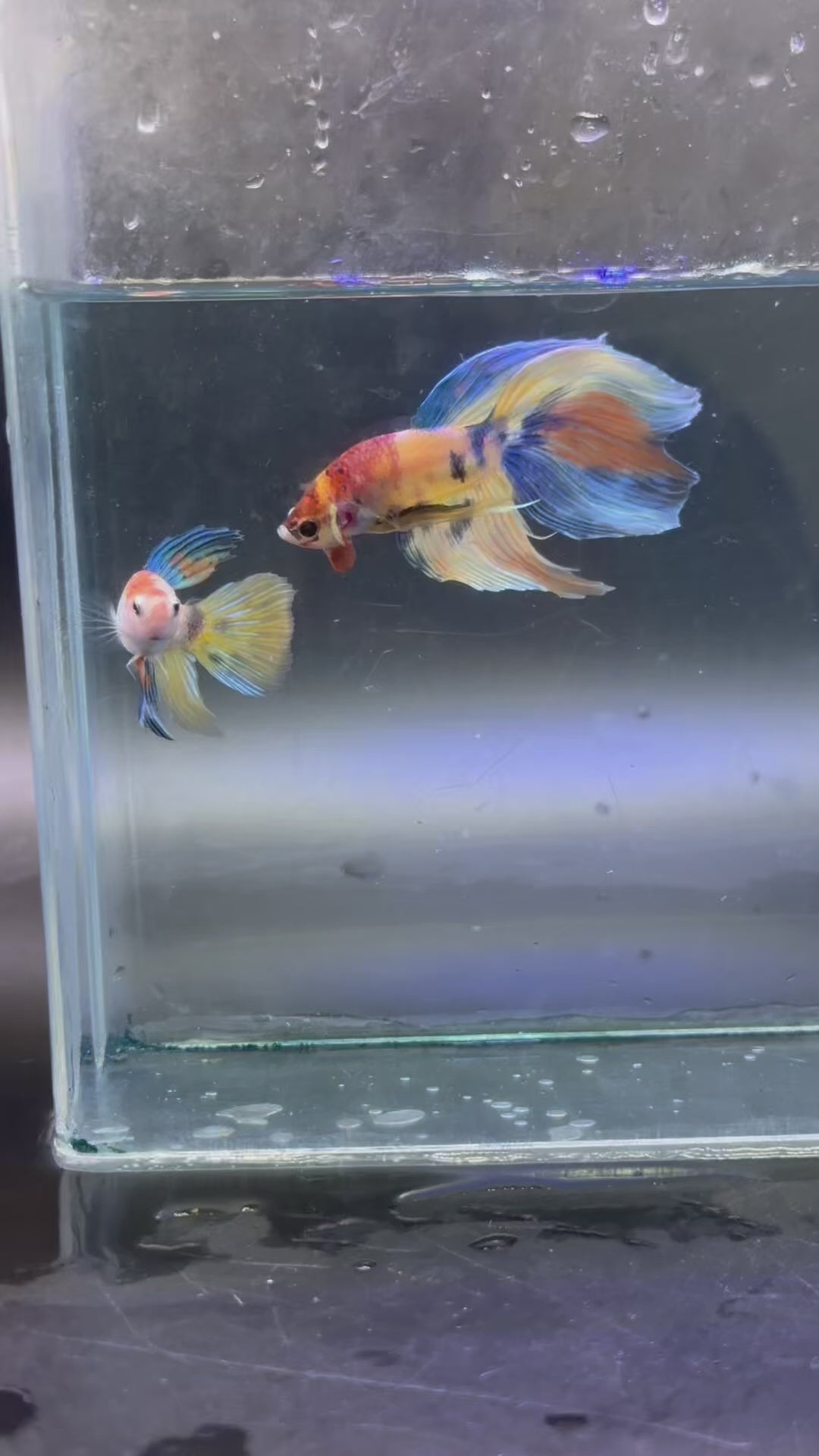 Rare-betta Veiltail macho y hembra (💯x💯 real foto) (copia)