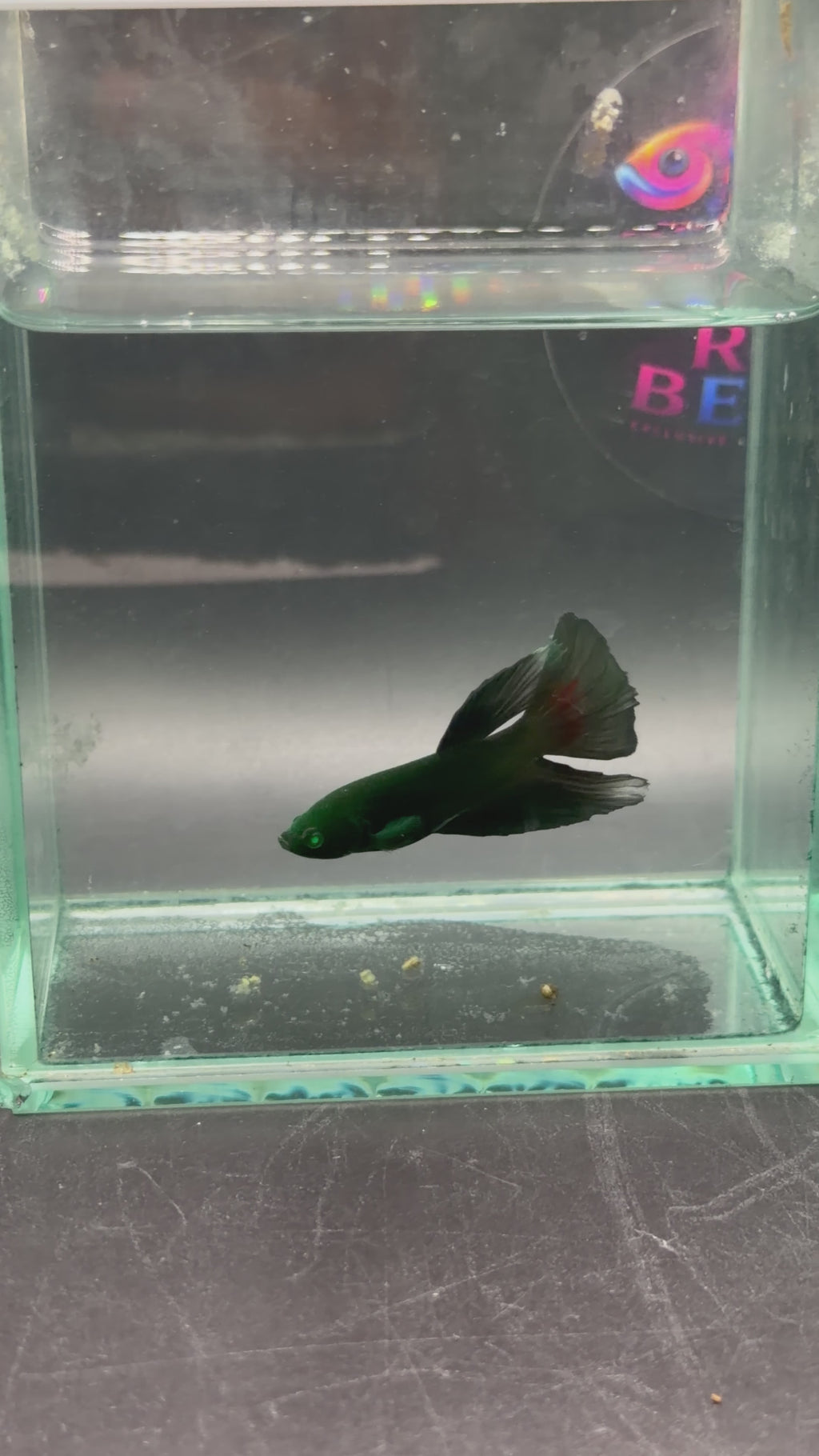 Rare-betta black y red Hulk 1 macho (💯x💯 real foto)