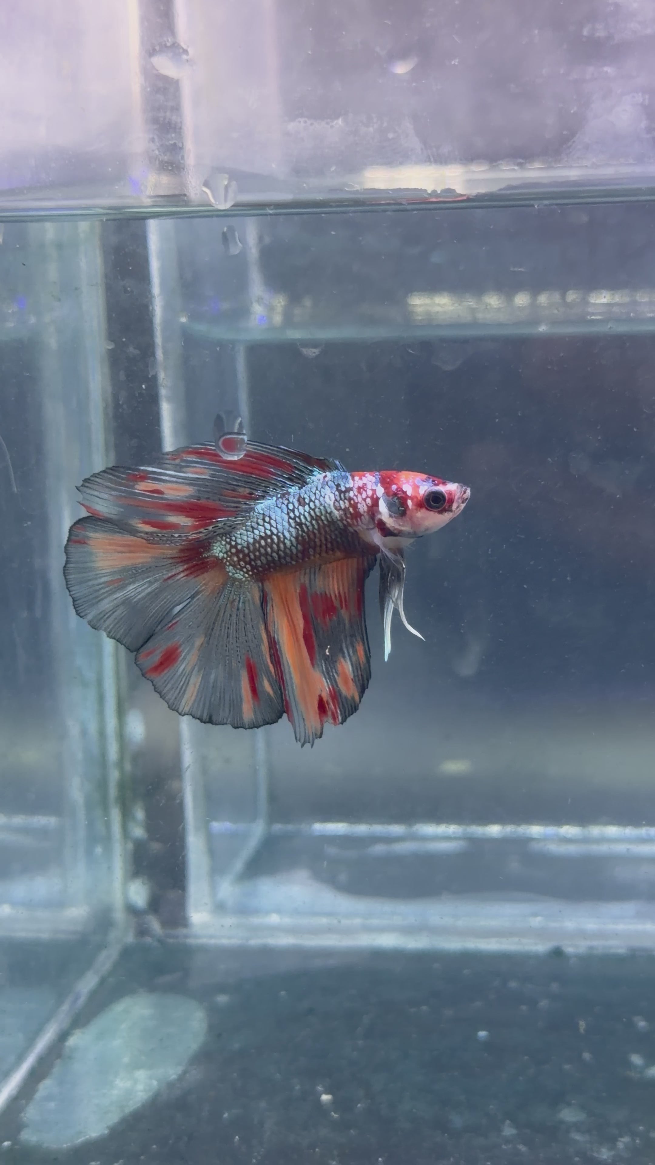 Betta doble cola multi foto real