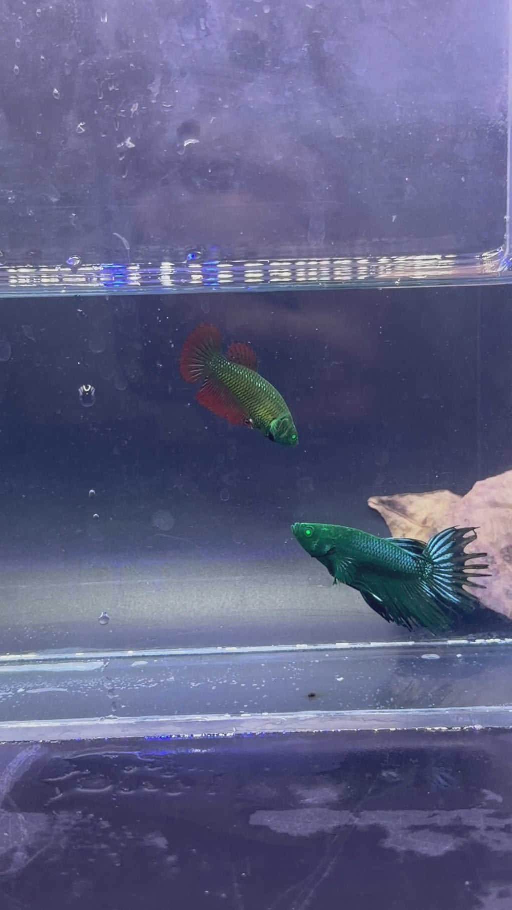 Pareja Cronwtail Hulk Rare( foto exacta)