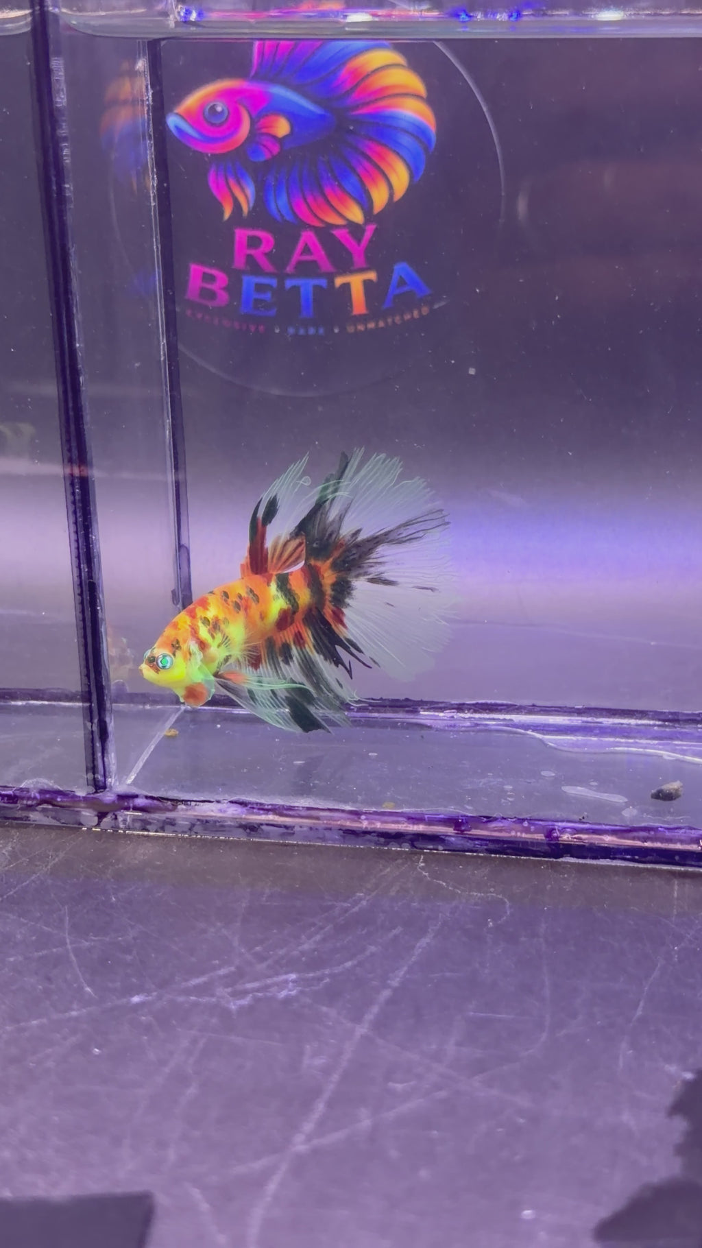Rare-betta multicolor neón Hulk macho (💯x💯 real foto)