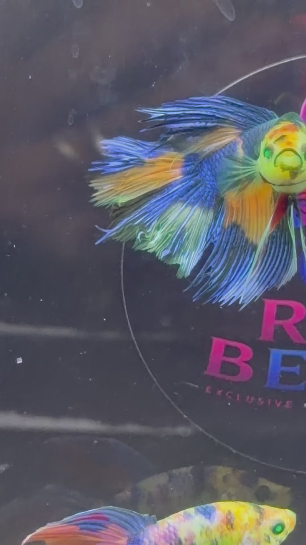 Rare-betta multi neón macho (💯x💯 real foto)